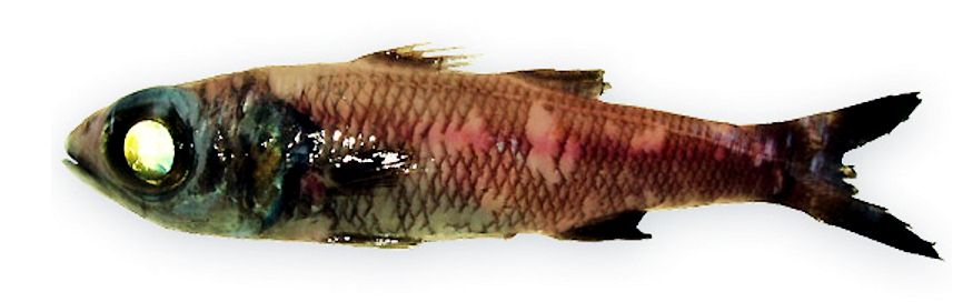 Epigonus denticulatus_04